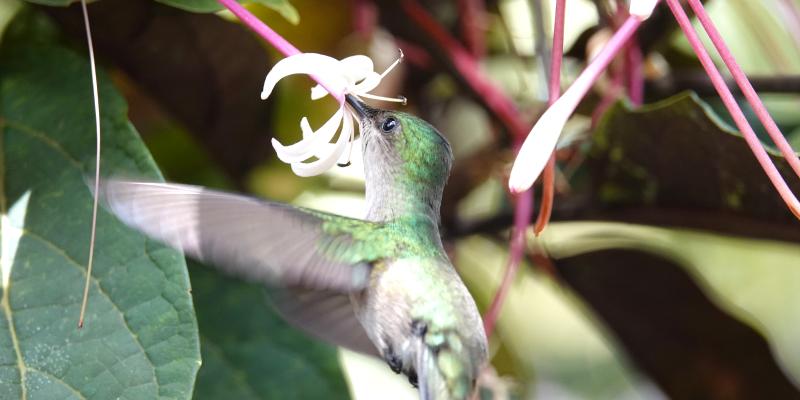 Stabilisiertes Kite Fernglas...